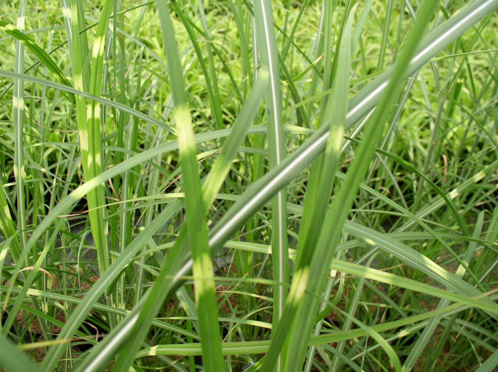 Zebra Grass (Miscanthus sinensis 'Zebrinus') - 2 gallon