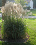 Gracillimus Maiden Grass (Miscanthus sinensis 'Gracillimus') - 2 gallon