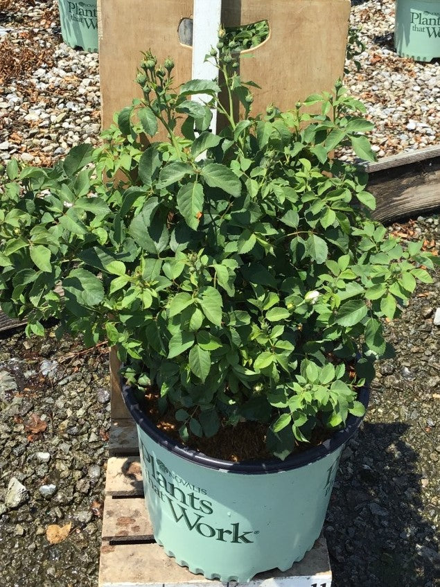 Whipped Cream™ Floribunda Rose (Rosa whipped 'Cream') - 3 gallon
