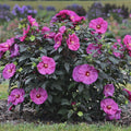 Summerific® 'Berry Awesome' Rose Mallow (Hibiscus x 'Summerific Berry Awesome') - 2 gallon