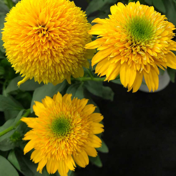Cara Mia™ Yellow Coneflower (Echinacea cara 'Mia Yellow') - 3QT