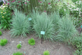 The Blues Little Bluestem (Schizachyrium scoparium 'The Blues') - 2 gallon