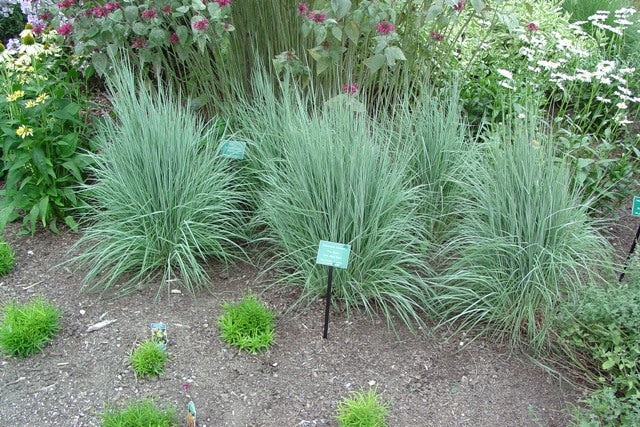 The Blues Little Bluestem (Schizachyrium scoparium 'The Blues') - 2 gallon