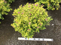 Goldmound Spirea (Spiraea japonica 'Goldmound') - 3 gallon 15"
