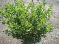 Gro-Low Fragrant Sumac (Rhus aromatica 'Gro-Low') - 3 gallon 15"