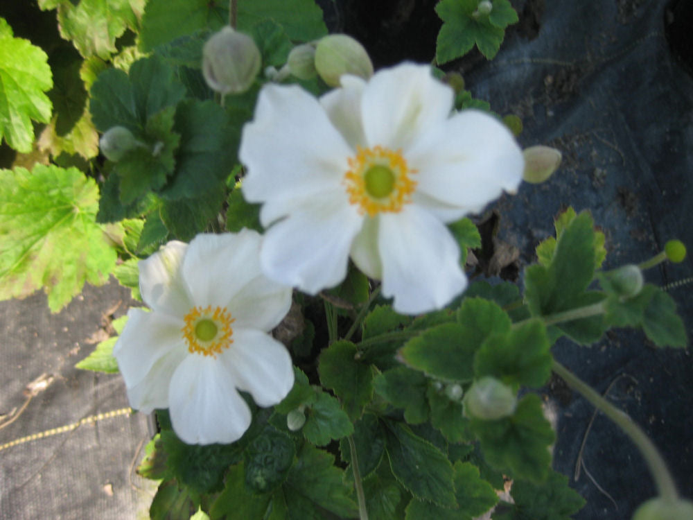 Honorine Jobert Windflower (Anemone x hybrida 'Honorine Jobert') - 1 gallon
