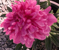 Kansas Red Peony (Paeonia japonica 'Kansas Red') - 2 gallon