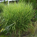 Porcupine Grass (Miscanthus sinensis 'Strictus') - 3 gallon