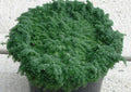 Creeping Thyme 'Elfin' (Thymus serpyllum 'Elfin') - 1 gallon