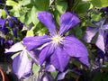 Jackmanii Clematis (Clematis jackmanii 'Jackmanii') - 1 gallon