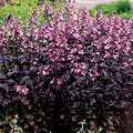 Dakota™ Burgundy Penstemon (Penstemon dakota 'Burgundy') - 1 gallon