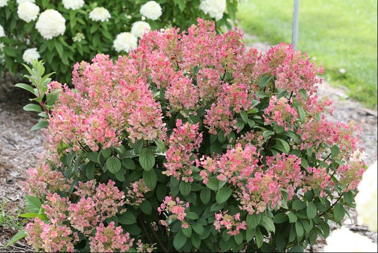 Little Quick Fire® Panicle Hydrangea (Hydrangea pan ‘Little Quick Fire') - 3 gallon