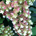 Snowcicle Oakleaf Hydrangea (Hydrangea quercifolia 'Snowcicle') - 3 gallon