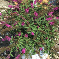 Lo & Behold Ruby Chip® Butterfly Bush (Buddleia 'Lo-Behold Ruby Chip') - 3 gallon
