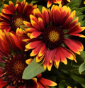 Gaillardia Spintop Orange Halo Blanket Flower (Gaillardia spintop 'Orange Halo') - 1 gallon