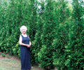 Full Speed A Hedge® American Pillar Arborvitae (Thuja occidentalis 'American Pillar') - 1 gallon