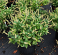 Fizzy Mizzy® Sweetspire (Itea fizzy 'Mizzy') - 3 gallon