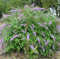 Lavender Cascade Butterfly Bush (Buddleia 'Lavender Cascades') - 3 gallon