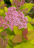 Double Play Big Bang® Spirea (Spiraea japonica 'Tracy') - 1 gallon