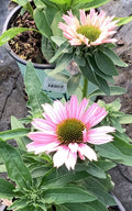 Sunseekers Salmon Coneflower (Echinacea sunseekers 'Salmon') - 3QT