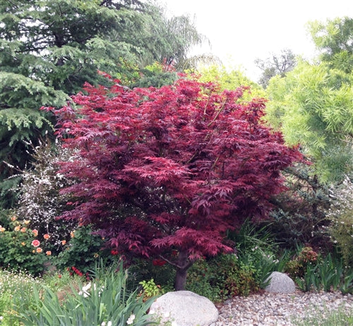 Red Leaf Japanese Maple (Acer palmatum 'Atropurpurea') - 2 gallon 24-30"
