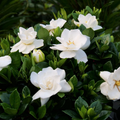 Steady as She Goes® (Gardenia steady 'As She Goes') - 3 gallon