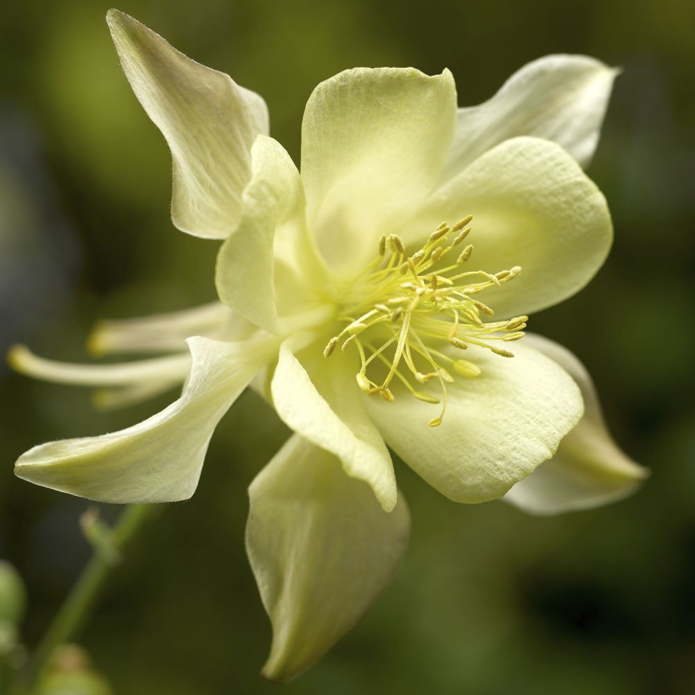 Kirigami™ Yellow Columbine (Aquilegia 'Kirigami Yellow') - 1 gallon