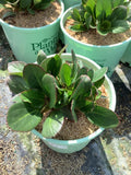Bergenia Early Brilliance™ Magenta  (Bergenia 'Early Brilliance Magenta') - 1 gallon