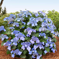 Pop Star® Reblooming Hydrangea (Hydrangea macrophylla 'Pop Star') - 8"