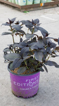 Eclipse® Bigleaf Hydrangea (Hydrangea macrophylla 'Eclipse') - 2 gallon