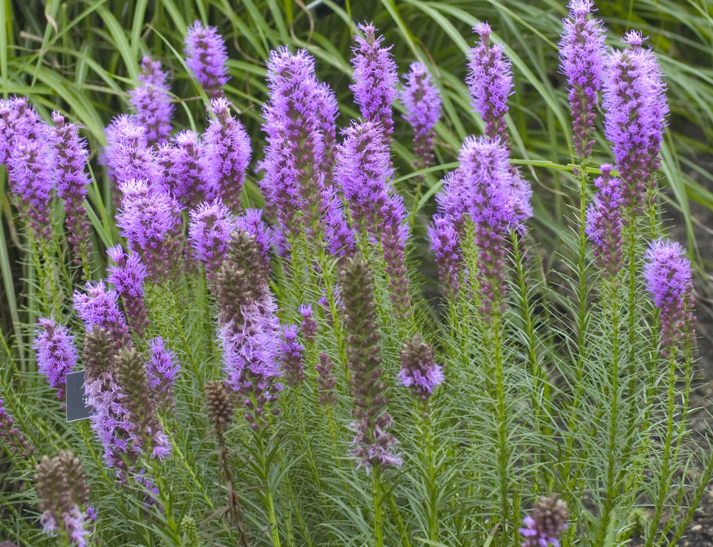 Gay Feather/Blazing Star (Liatris spicata) - 1 gallon
