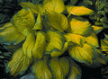 Stained Glass Plantain Lily (Hosta stained 'Stained Glass') - 1 gallon