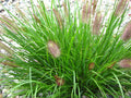 Red Head Fountain Grass (Pennisetum alopecuroides 'Red Head') - 3 gallon