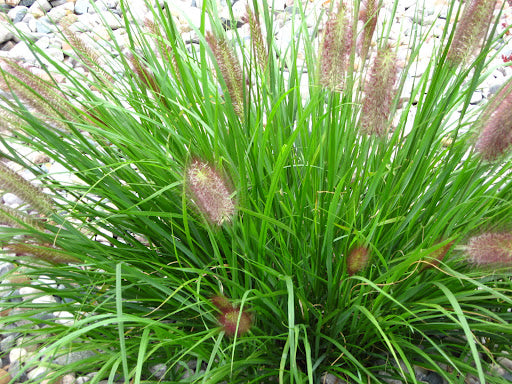 Red Head Fountain Grass (Pennisetum alopecuroides 'Red Head') - 3 gallon