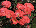 Coral Drift® Rose (Rosa 'Drift Meidrifora') - 2 gallon