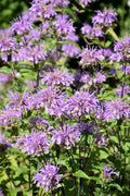 Blue Stocking Bee Balm (Monarda D 'Blue Stocking') - 1 gallon