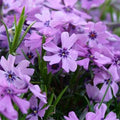 Purple Beauty Creeping Phlox (Phlox subulata 'Purple Beauty') - 1 gallon