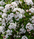 Sugar 'n Spice™ Korean Spice Bush (Viburnum carlesii 'Select Sugar N Spice') - 3 gallon 18"