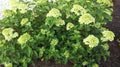 Little Lime® Panicle Hydrangea (Hydrangea paniculata 'Jane') - 2 gallon