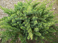 Blue Shore Juniper (Juniperus conferta 'Blue Pacific') - 3 gallon 15"