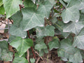 English Ivy (Hedera helix 'Hibernica') - 1 gallon