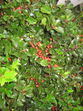 Royal Family (Blue Prince/Blue Princess) Holly (Ilex x meserveae 'Royal Family') - 3 gallon 15"