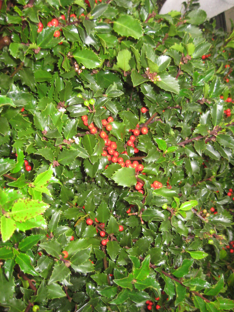 Royal Family (Blue Prince/Blue Princess) Holly (Ilex x meserveae 'Royal Family') - 3 gallon 15"