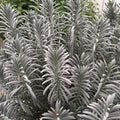 Sensational!® Lavender (Lavandula x i. 'Sensational') - 3QT