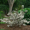 Wine & Spirits® Weigela (Weigela florida 'Wine and Spirits') - 3 gallon 15"