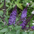 Pugster Blue® Butterfly Bush (Buddleia 'Pugster Blue') - 2 gallon