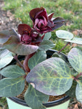 Frostkiss® Vibey Velvet Lenten Rose (Helleborus vibey 'Velvet') - 1 gallon