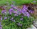Sherwood Purple Creeping Phlox (Phlox stolonifera 'Sherwood Purple') - 1 gallon