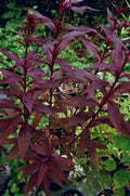 Black Truffle Cardinal Flower (Lobelia C 'Black Truffle') - 1 gallon