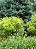 Henry's Garnet Virginia Sweetspire (Itea virginica 'Henry's Garnet') - 3 gallon 15"